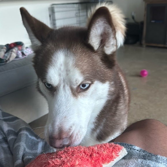 Meet your Posher, Timm - Picture 1 of 1